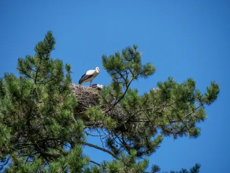 Cigogne