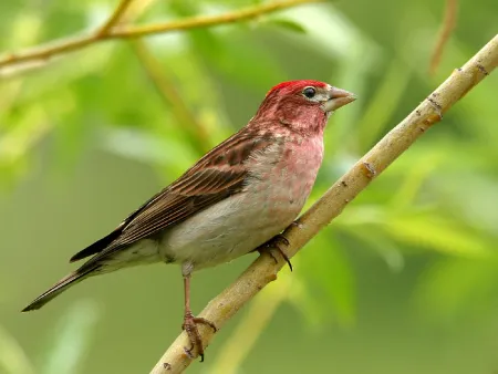 Purple Finch