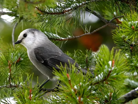 Mountain gray jay