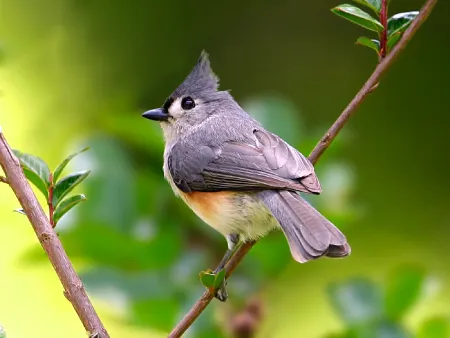 Tufted Titmouse