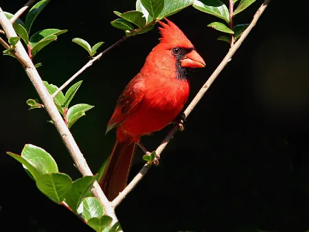 Male cardinal 2