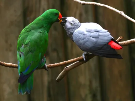 Love Parrots