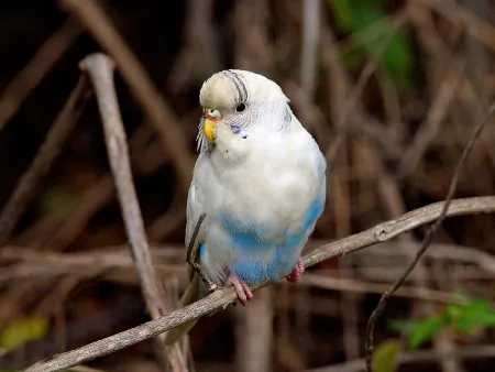 Parakeet