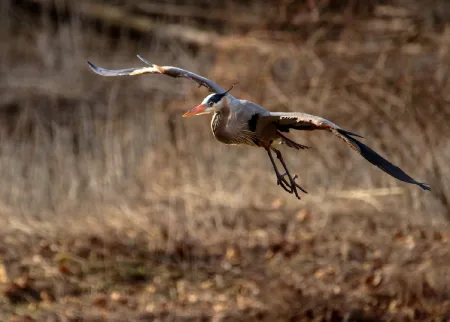 Great Blue Heron Hunting