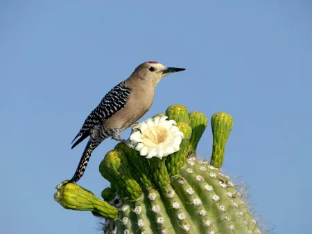 Gila Woodpecker