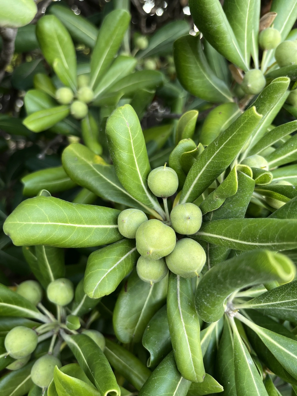 Pittosporum tobira