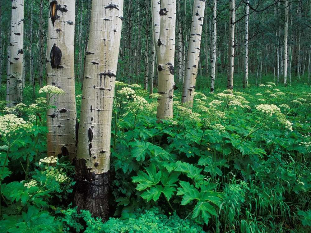 Aspens and Cow Parsnip