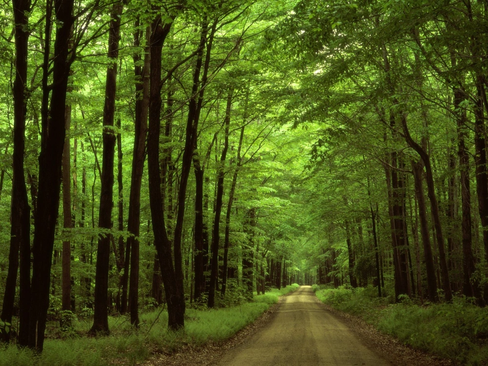 Allegany National Forest