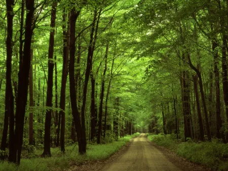 Allegany National Forest