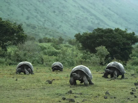 Галапагосские черепахи