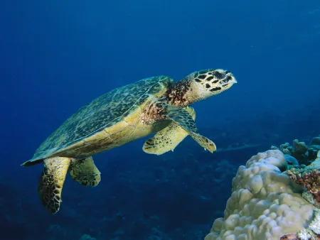 Черепаха Hawksbill