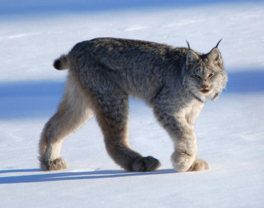 520 Lynx HD Wallpapers and Backgrounds