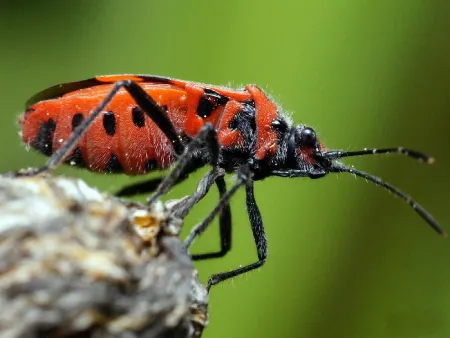 Macro Insects-24