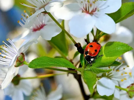 Macro Insects-30