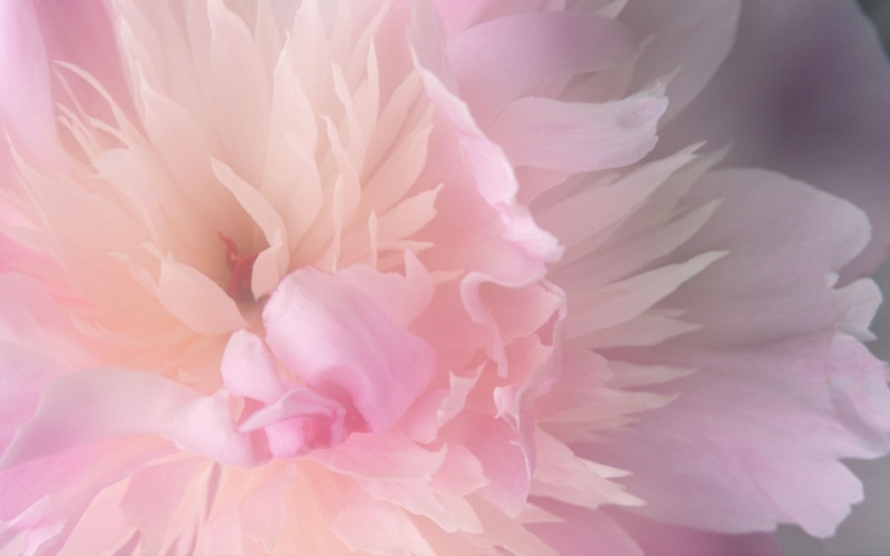 Peony