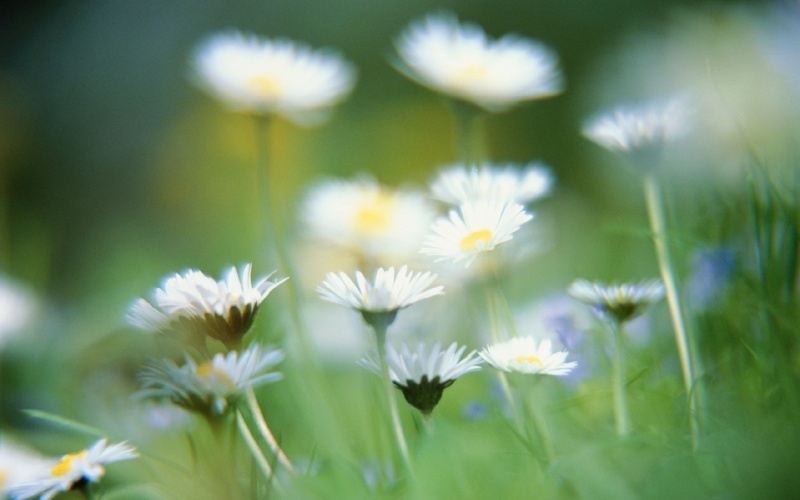 Daisies