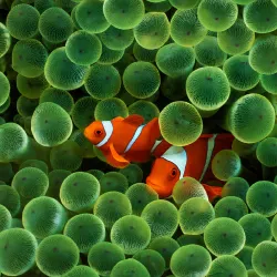 Clown Fish