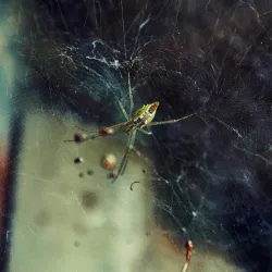 Favorite Wallpaper Spider