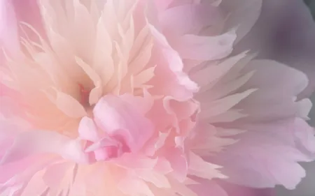 Peony