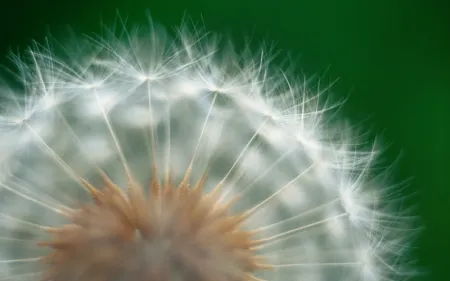 Dandelion