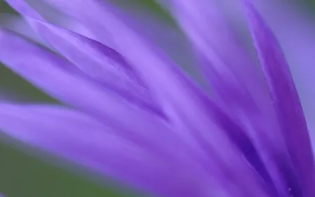 Purple Frond