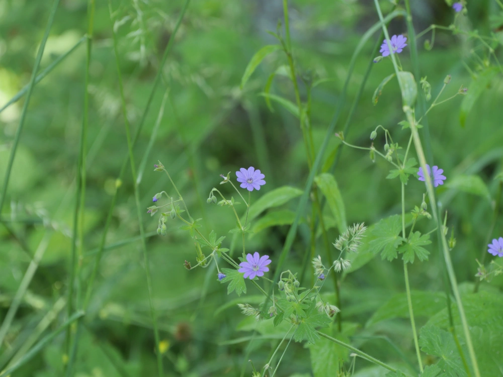 Purple flower 