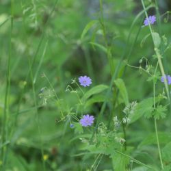 Purple flower 